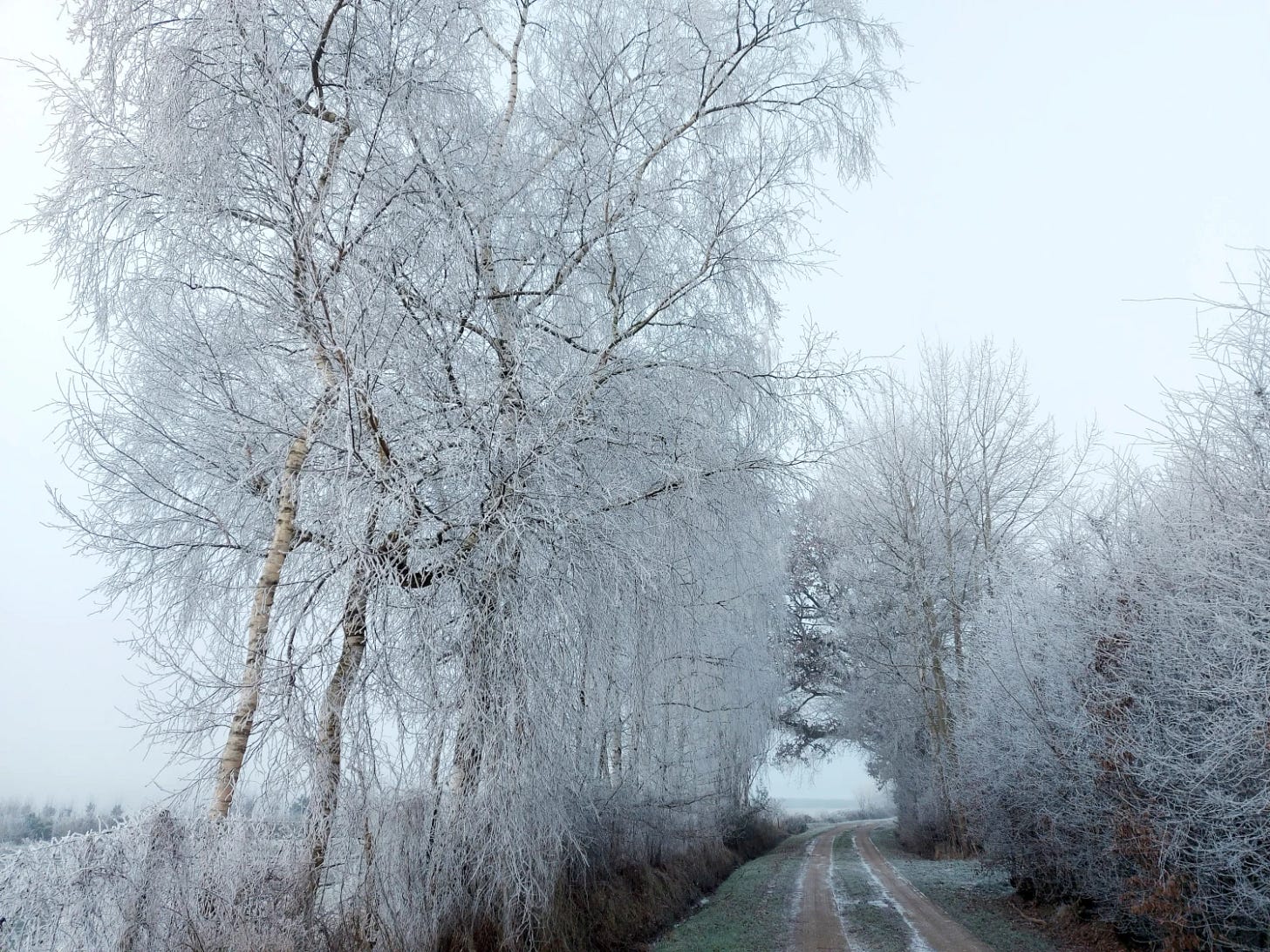 Hoar frost covered beech trees line a farm track on a foggy morning