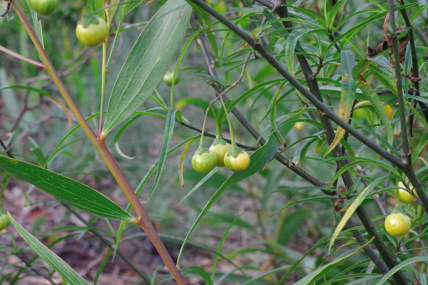 Solanum vescum [fruit - ATLAS - N. Haigh, 2021].jpeg