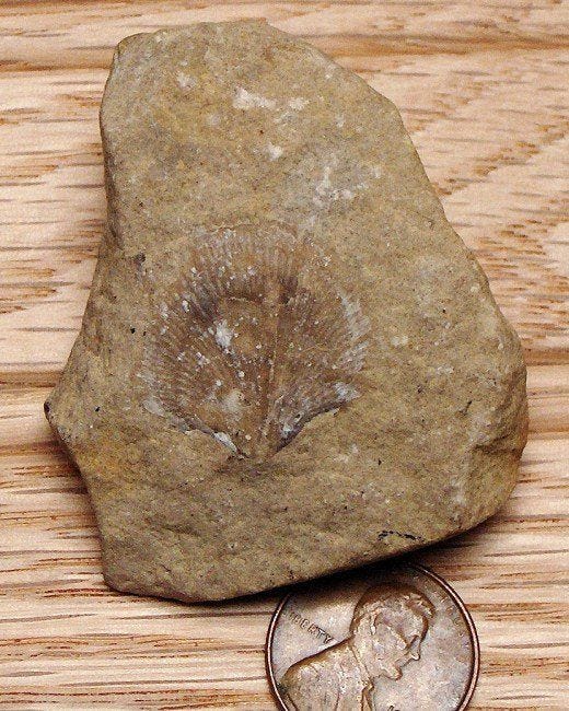 Brachiopod Fossil Lake Michigan Beach Precious Stones Chart, Crinoid Fossil