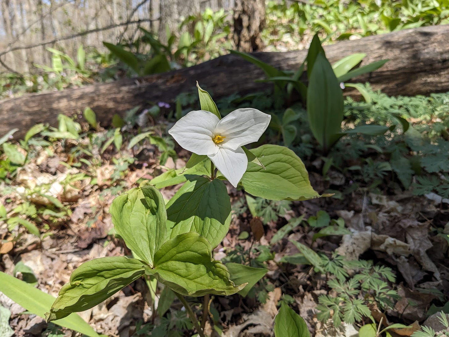 Photo of a woodland floor, with a white trillium blooming in the center. The trillium has three white petals surrounded by three green leaves.