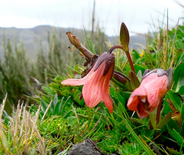 Gentianella cernua