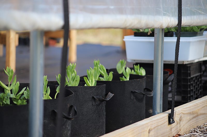 All in order in the hoop house, Sixburnersue