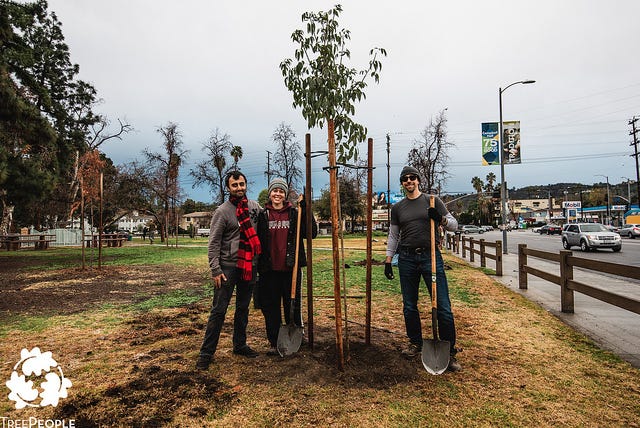 Three people standing next to a tree that was just planted in a park along side a busy street. They have on winter clothes and it's cold and brown.