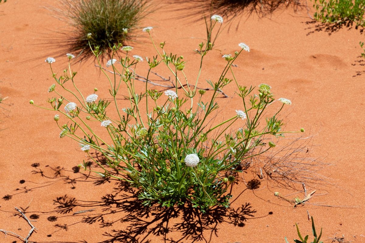 Trachymene glaucifolia [Desert Parsnip - ATLAS] sml.jpeg