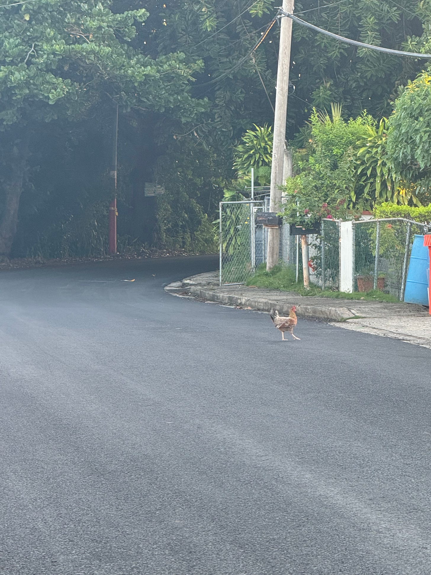 An orange and white rooster crosses a black asphalt road towards a chain link fence. In the background is lush green trees and plants 