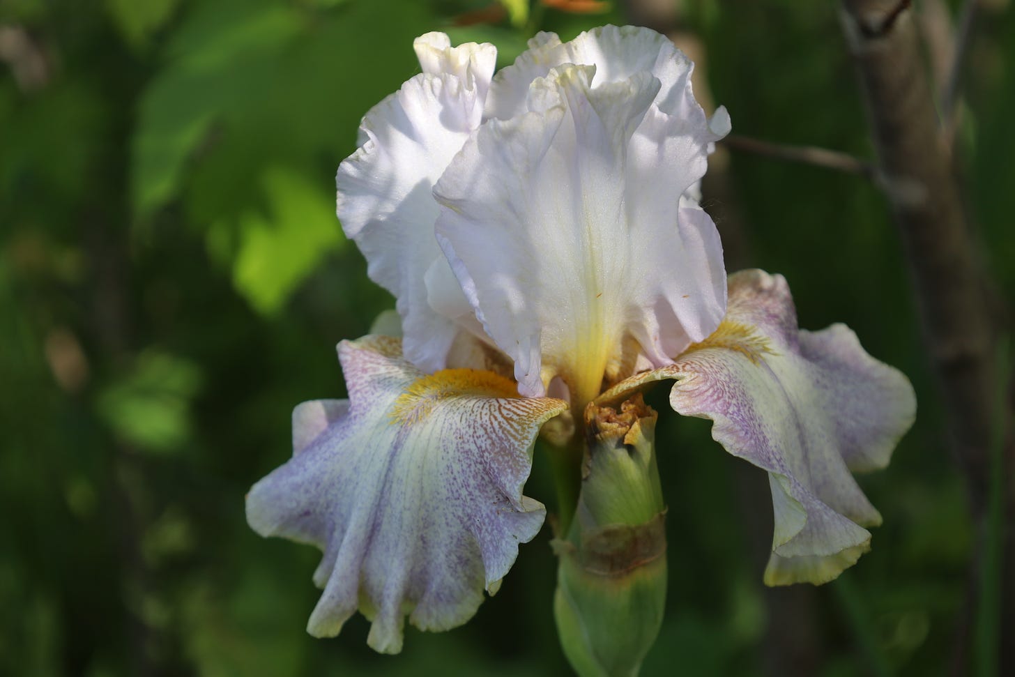 Another iris at GFF