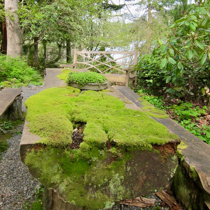 A tree trunk spit in half and laid round side down so that the cut side faces up like a table, now covered in moss, with two additional logs similarly cut and placed on either side like benches. Garden shrubs and trees surround, with a bench and lake in the background.