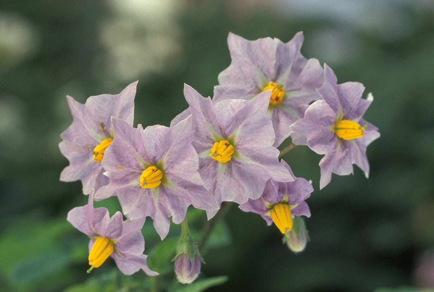 photo of purple potato flowers with yellow stamens by Keith Weller via wikipedia & the usda