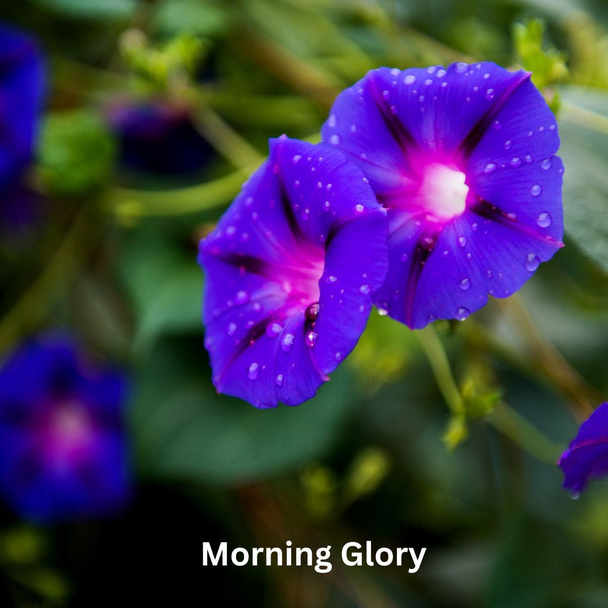 Morning Glory