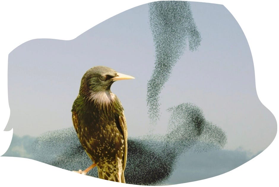 A starling with its head turned to the right to look at a starling murmuration in the distance. The image is framed as an organic shape.