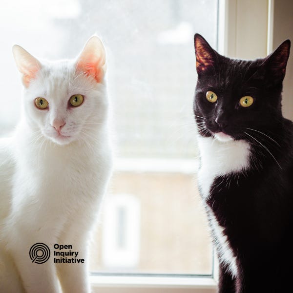 a white cat and a black cat