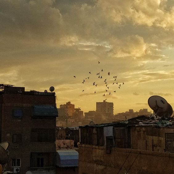 This may contain: birds flying over rooftops and buildings at sunset