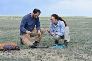 Researchers Courtney Duchardt, right, then a UW Ph.D. student, and David Augustine, of the U.S. Department of Agriculture, examine a mountain plover in the Thunder Basin National Grassland. Mountain plovers, a bird that thrives when vegetation is kept shorter by prairie dogs, almost disappeared from the study area when plague decimated prairie dog numbers in 2017.