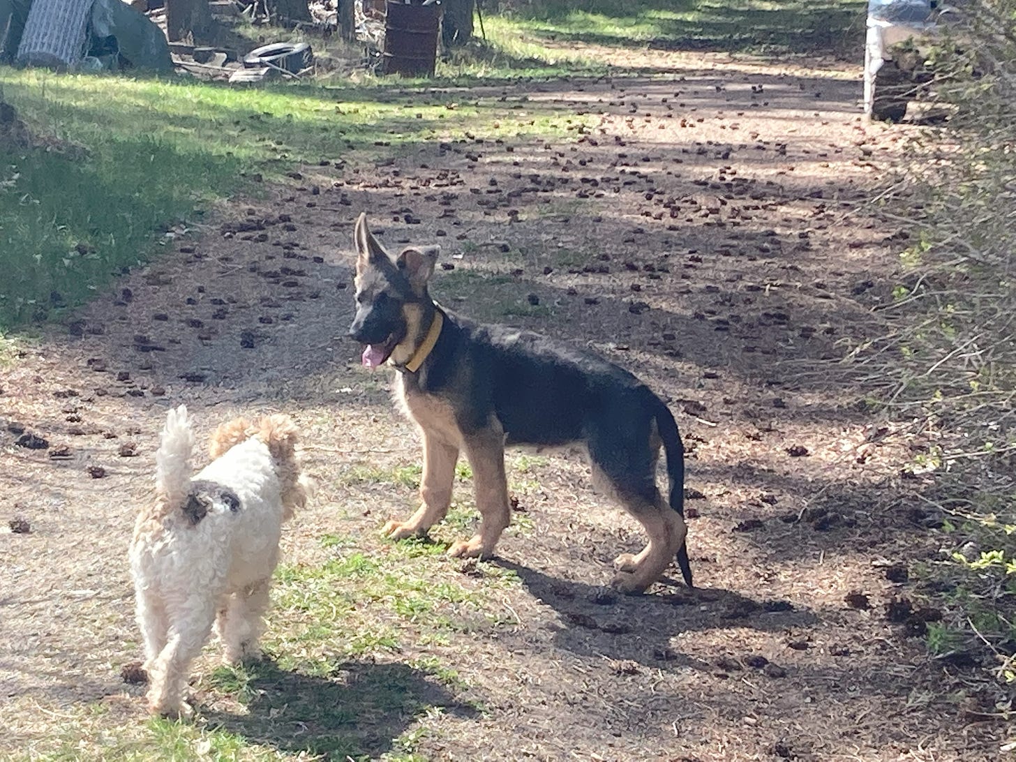 German shepherd and wire fox terrier