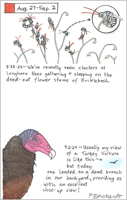 Perpetual Journal, week of Aug. 27 - Sep. 2: Turkey Vulture (2024); Longhorn Bees (2023)