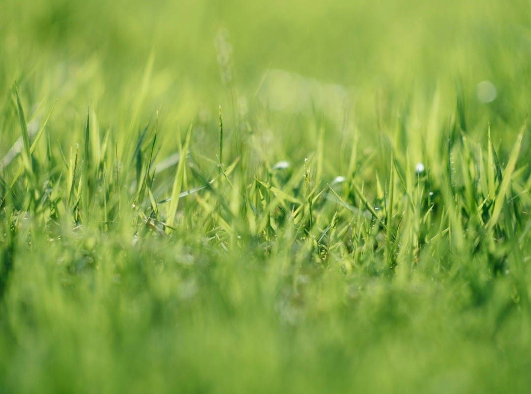 green grass closeup photographr