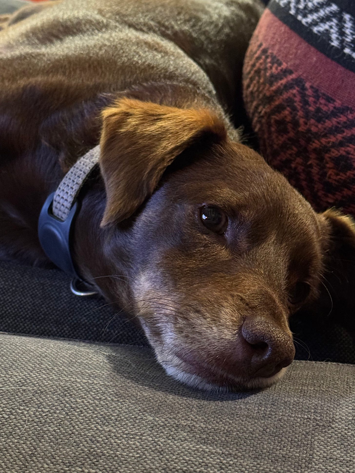 A closeup photo of our dog Loo's face as he lays on the couch.