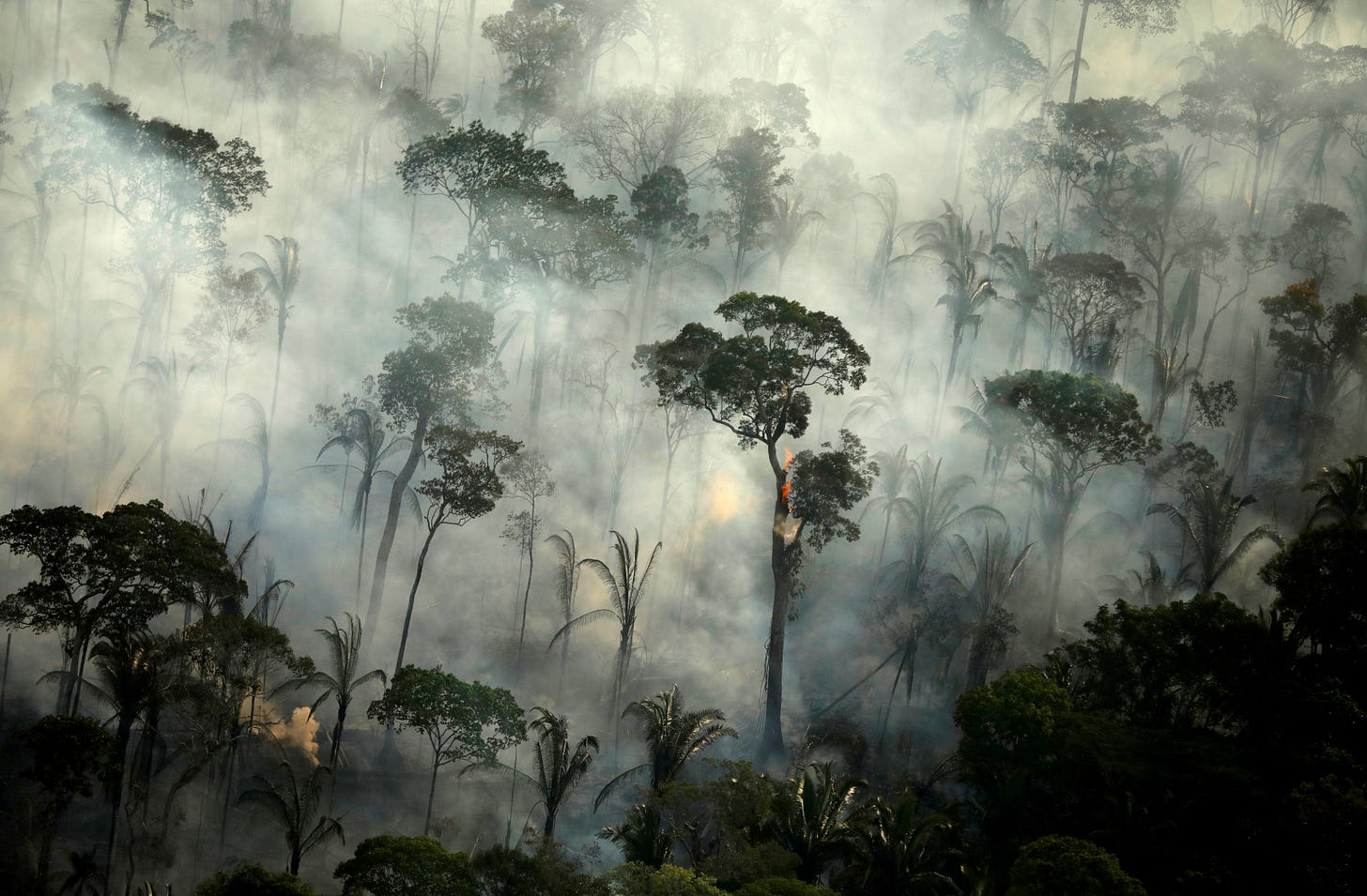 With world distracted, the Amazon rainforest continues to burn | South  China Morning Post