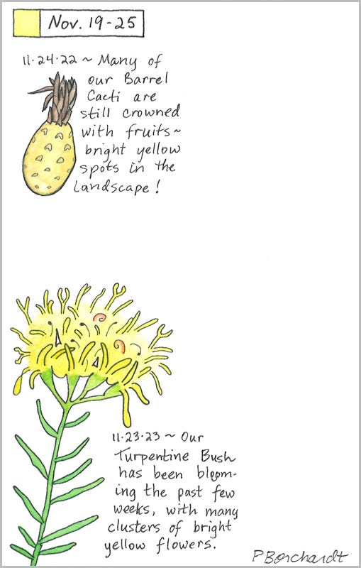 Perpetual Journal, week of Nov. 19-25: Turpentine Bush Flowers (2023); Barrel Cactus Fruit (2022)