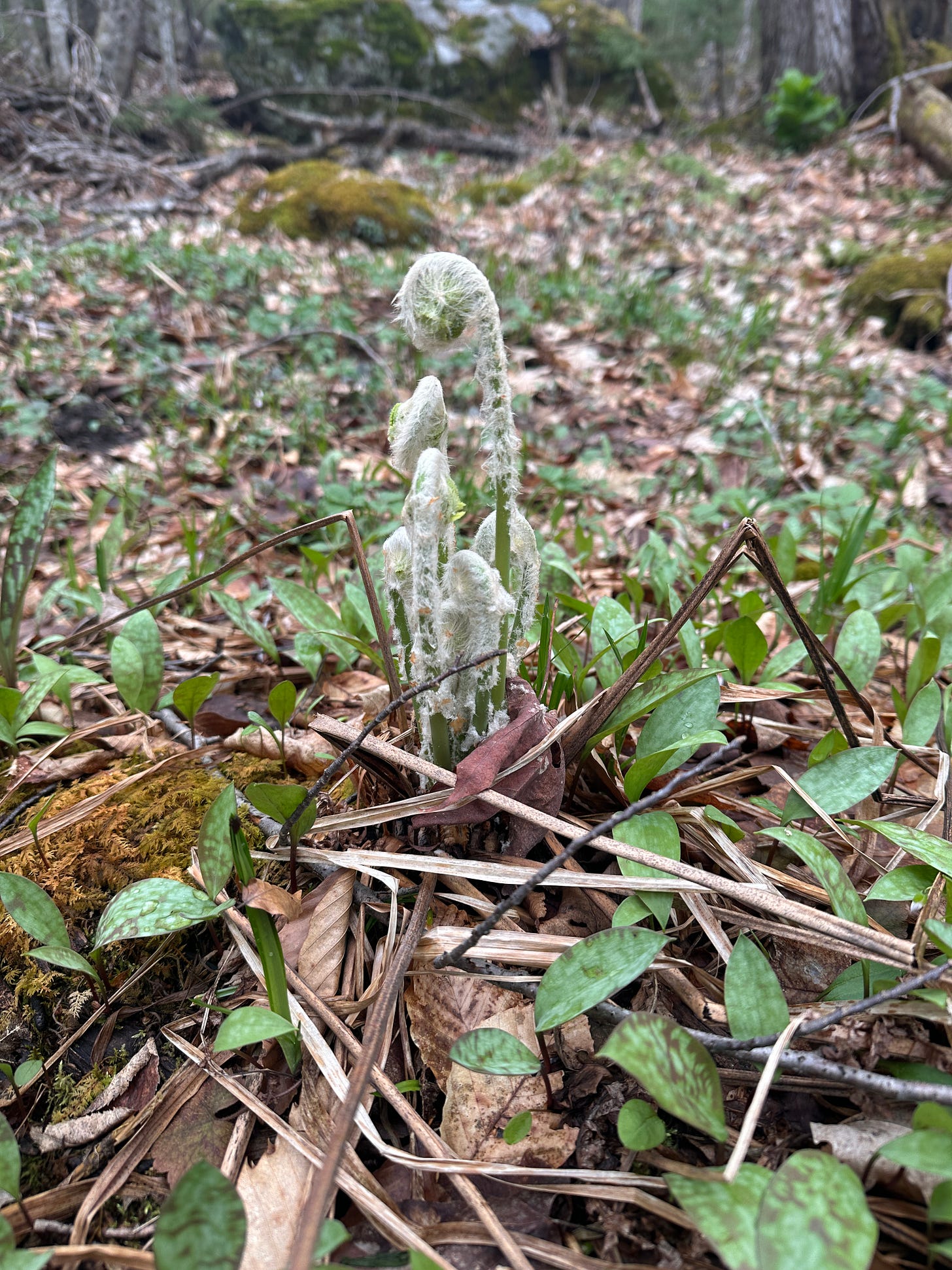 Cinnamon Fern on forest floor. Cinnamon Fern on forest floor.