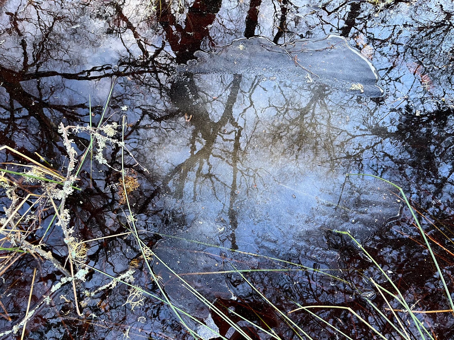 Ice floats on water, both reflect the birch trees and blue sky above.  The pool is fringed by grass and twig, punctuated by lichen.Ice floats on water, both reflect the birch trees and blue sky above.  Looking down the pool is fringed by grass and twig, punctuated by lichen.