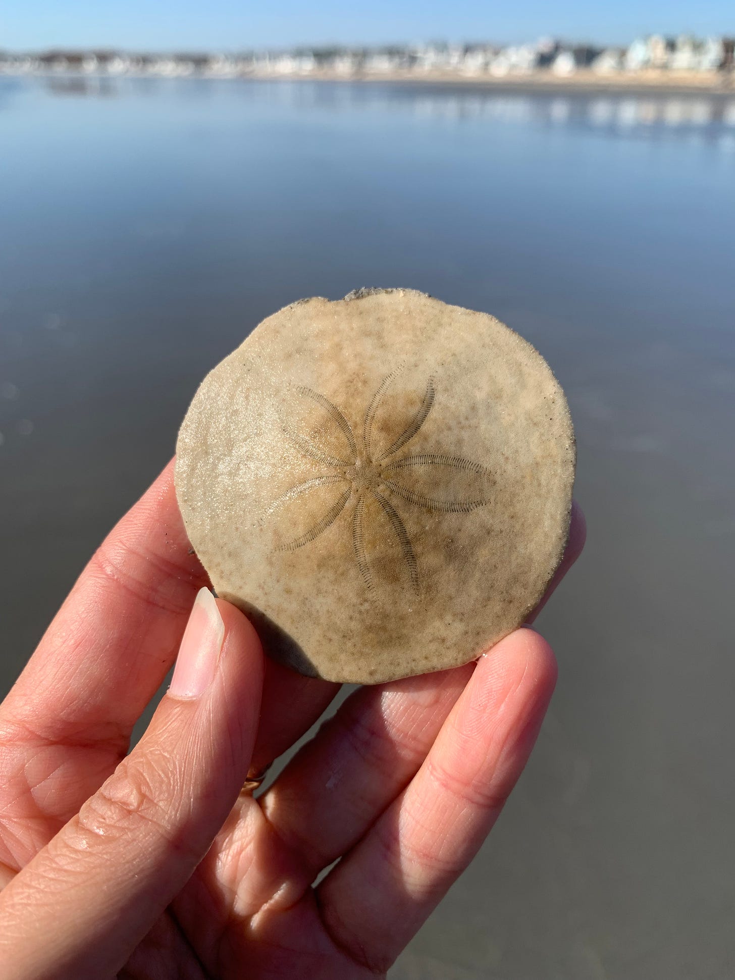 A hand is holding a sand dollar. In the background is the ocean and a stretch of coastline with blurred houses along it.