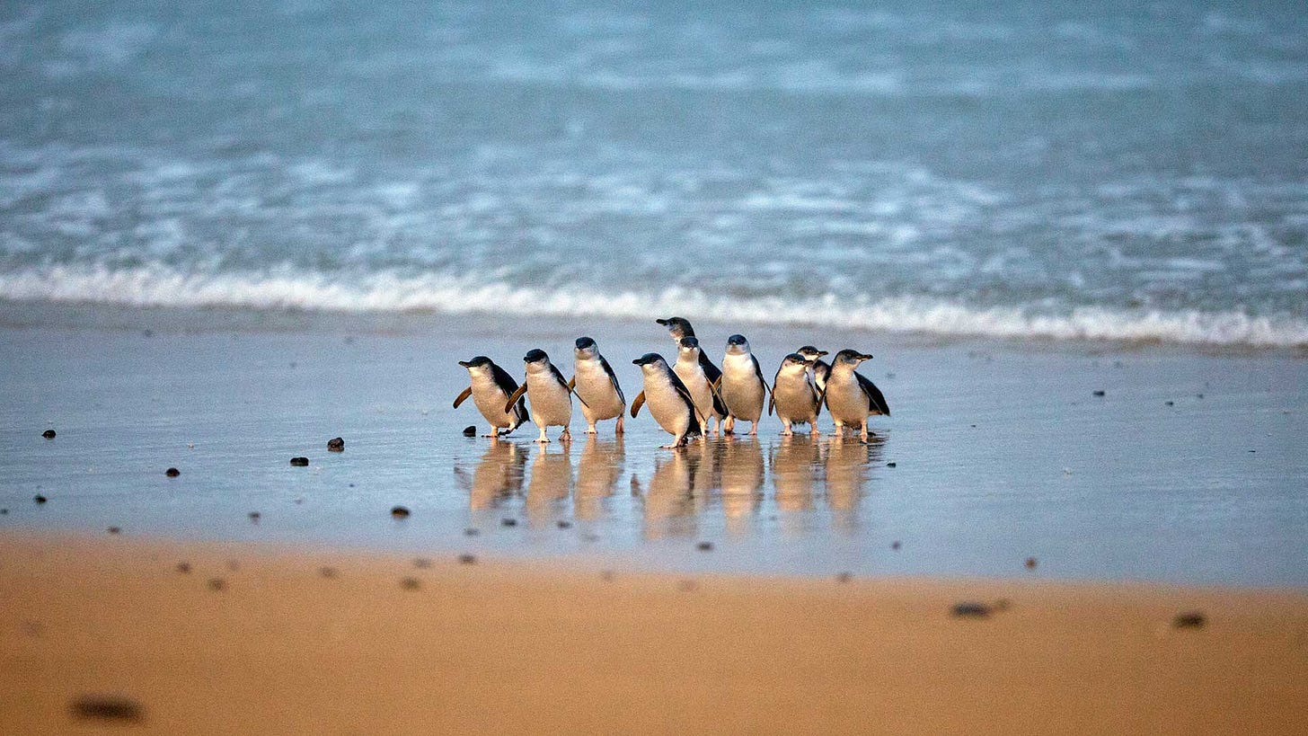 Penguin Parade Photos | Phillip Island Nature Parks