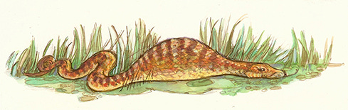 Wawalag