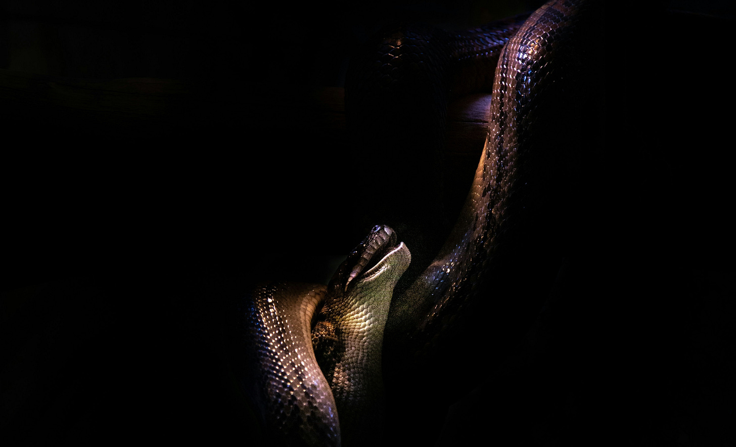 Photograph of a snake shrouded in darkness