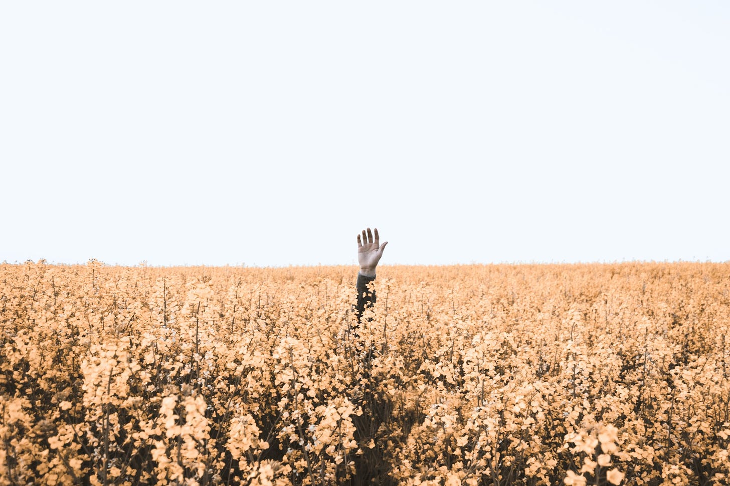 Person's raised hand coming out of a field of flowers
