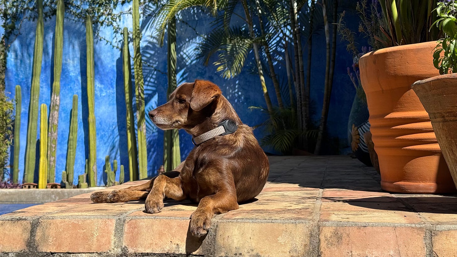 Our dog Loo sitting on the edge of our pool.