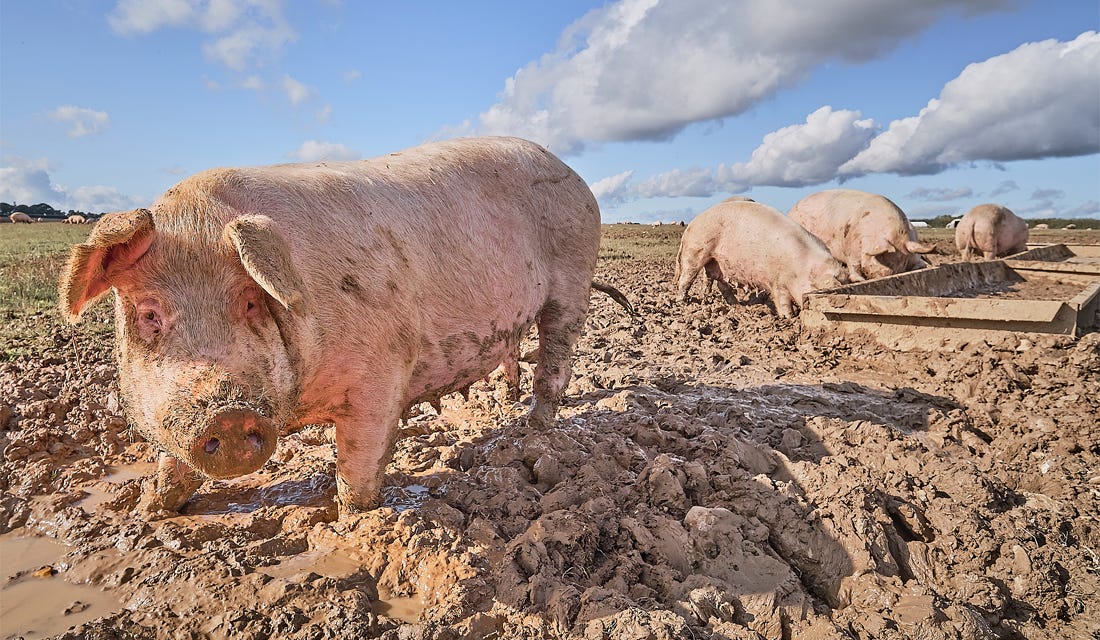 Photo, big pink pig standing in mud in the foreground, a few others behind, faces in the trough.