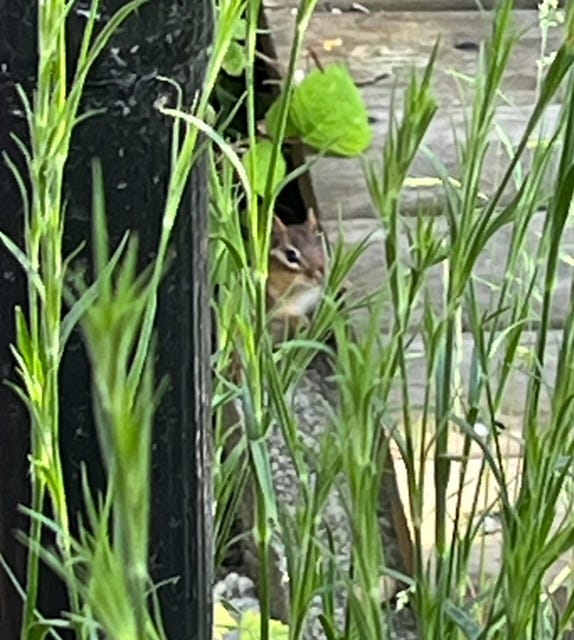 a brown and white chipmunk standing behind tall green grass.