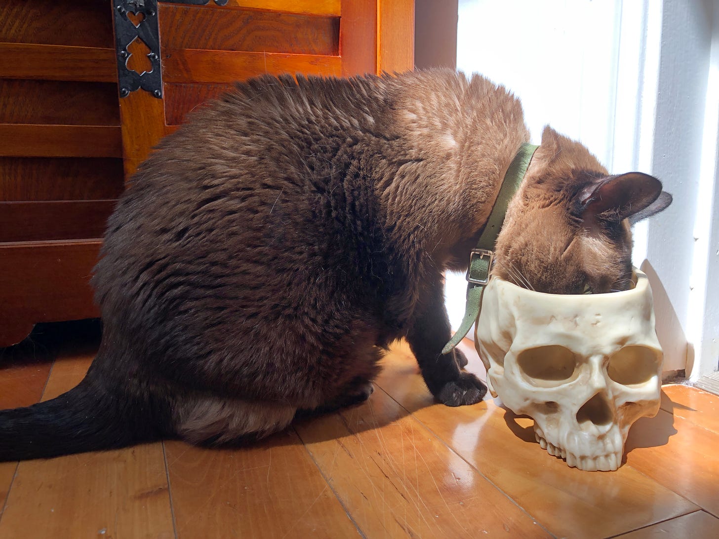 Cocoa, a Tonkinese cat, drinking from a skull. She's getting her whole face in there.