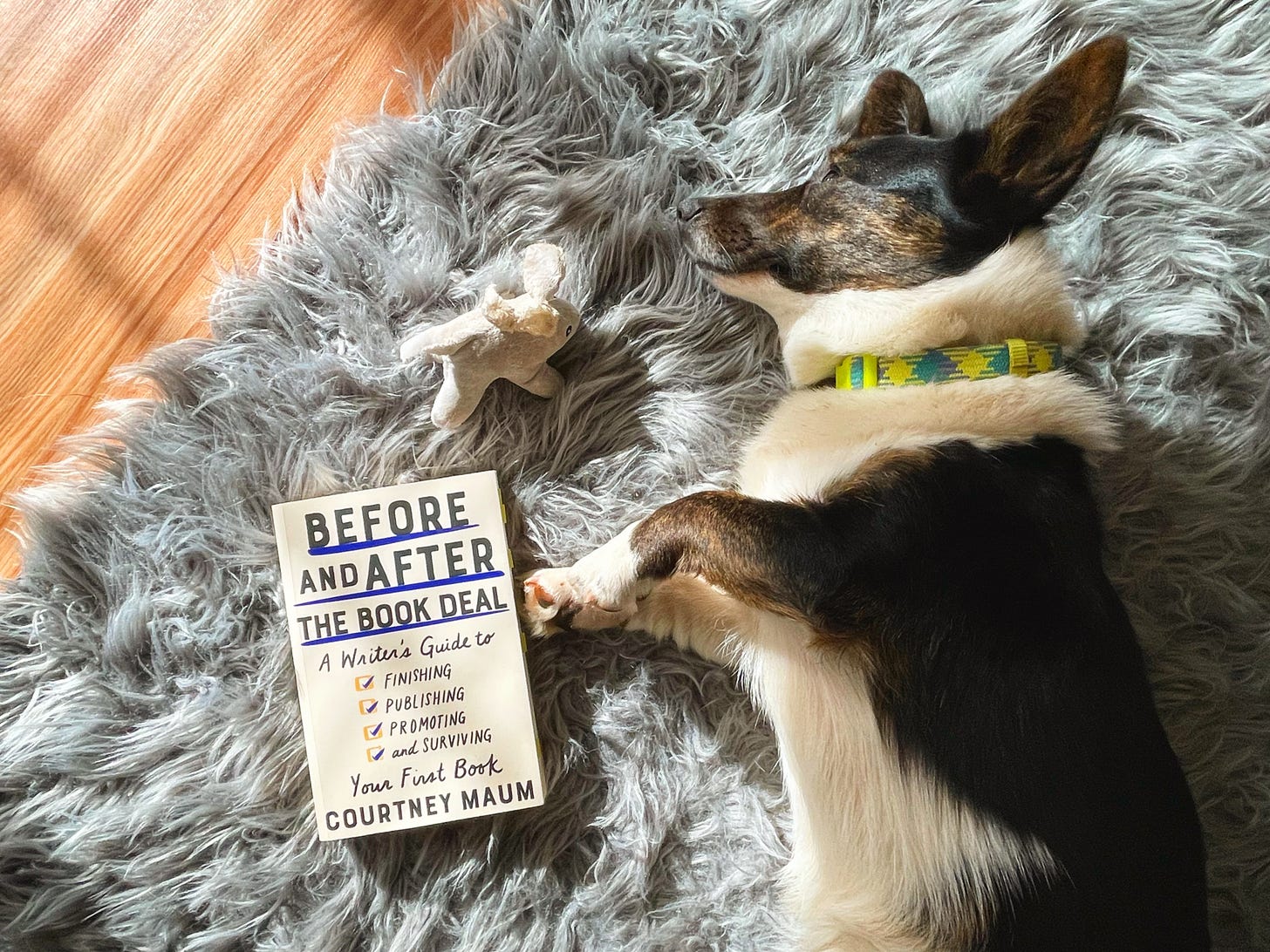 a photo of Gwen, a black and white Cardigan Welsh Corgi, lying on a gray furry run next to the book Before and After the Book Deal.