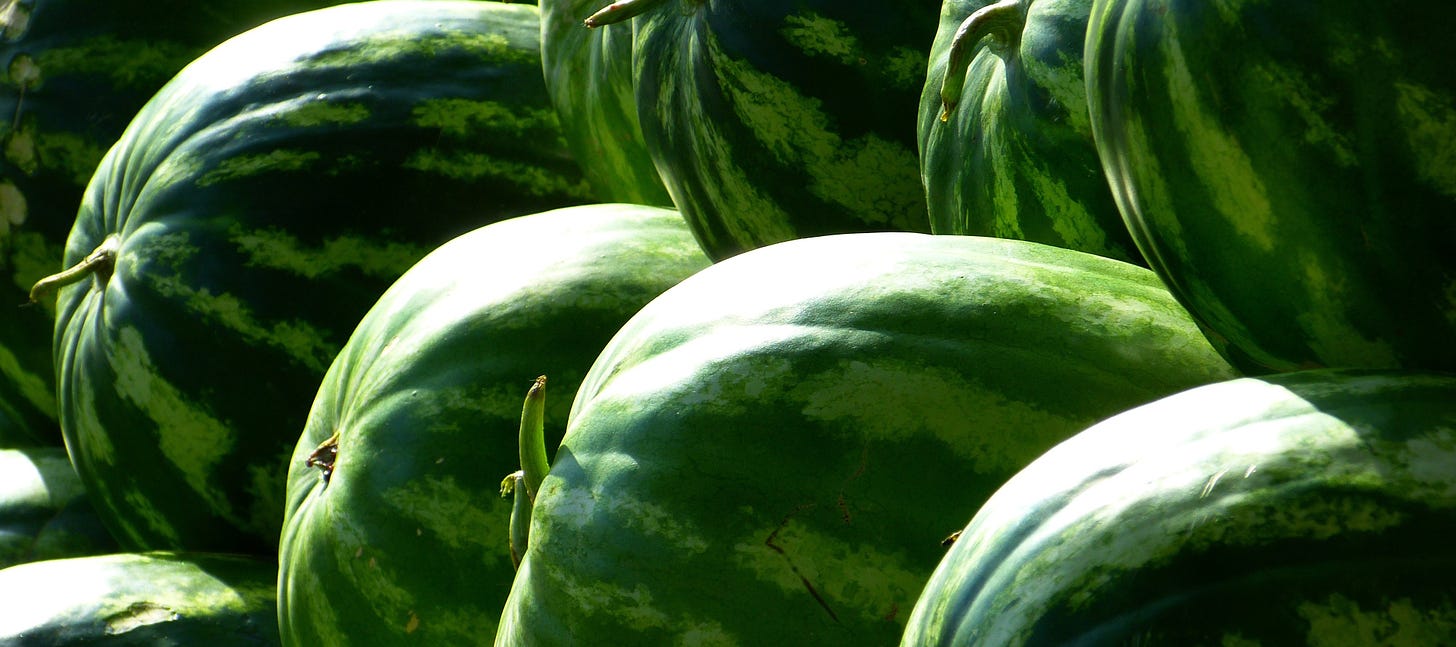 Several large, ripe watermelons, green and bright in the sunlight.