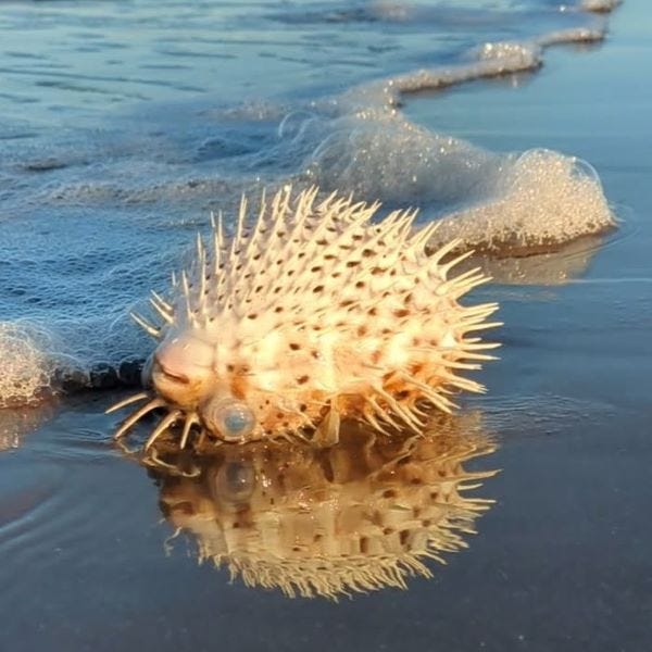 a long-spine porcupine fish with spines erect, upside down on the edge of the water, his reflection in the wet sand