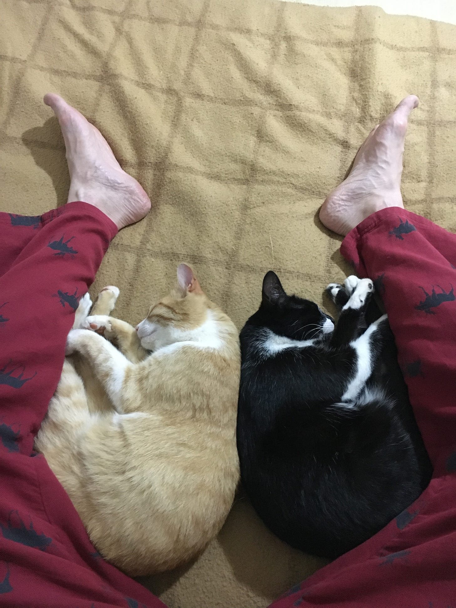 Two cats, a tuxedo and ginger, sleeping back to back in the space between two legs, mine, wearing red pyjamas, on a bed with a brown blanket.