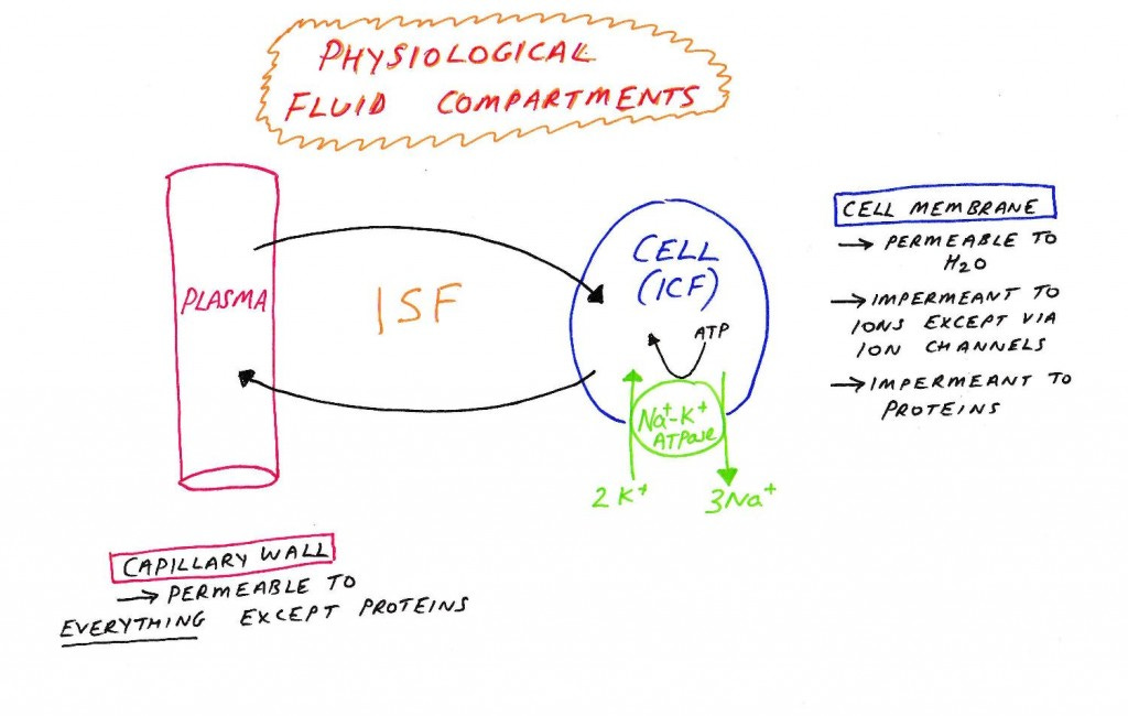 Phys fluid compartments-page-001