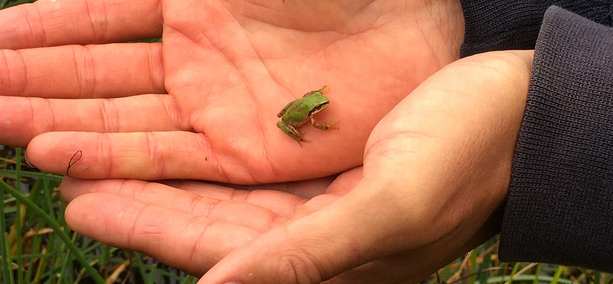 Among the Presidio's Wild Comebacks, A Tiny Frog Needs Help to Get a Jump  on Climate Change | by Kristi Coale | The Frisc