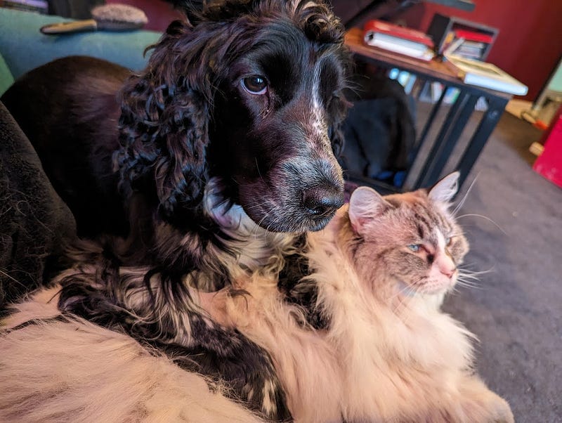 Black and white cocker spaniel leaning on a tabby point Ragdoll cat.