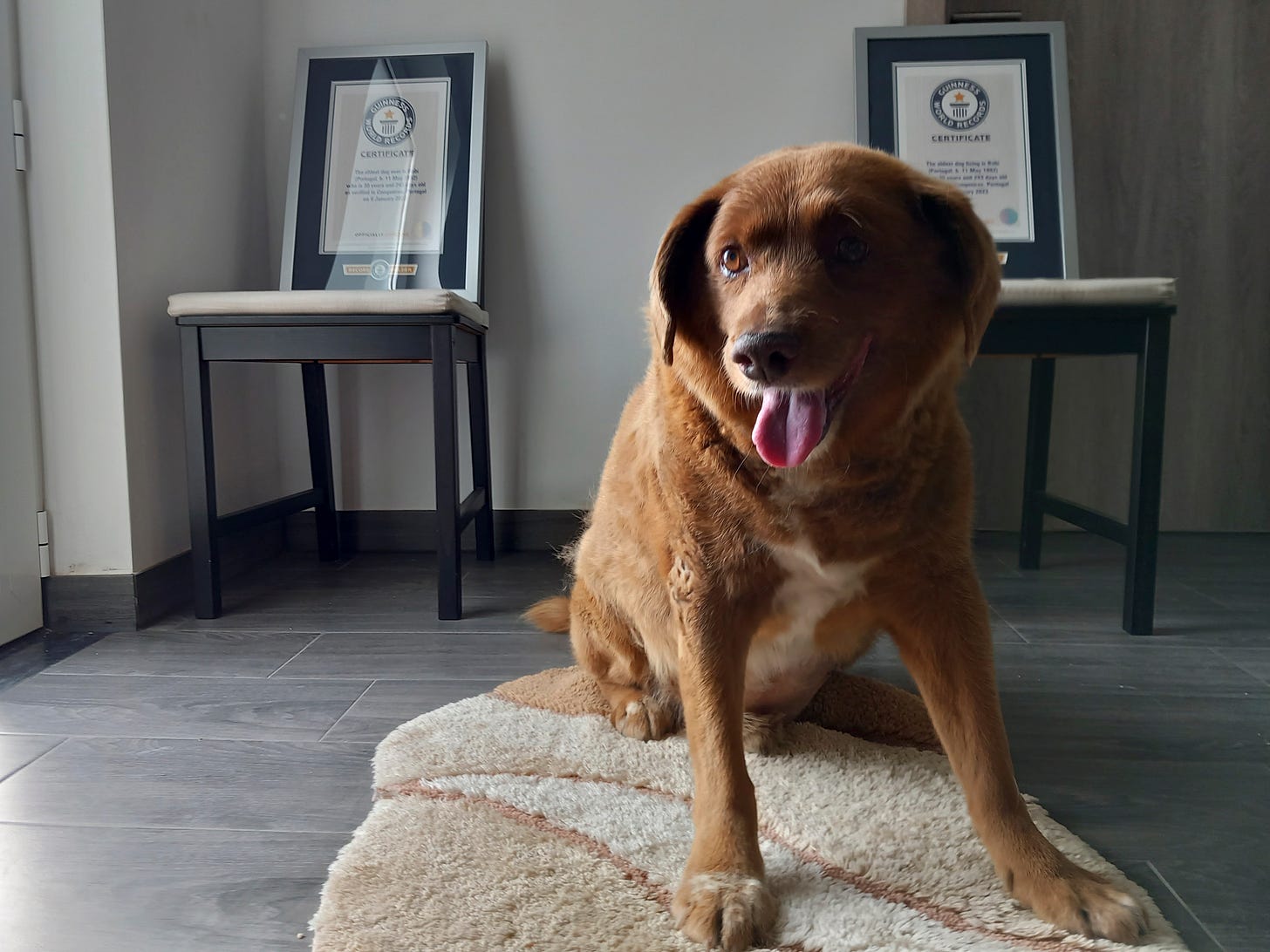 Bobi, a purebred Rafeiro do Alentejo Portuguese dog, poses for a photo with his Guinness World Record certificates for the oldest dog, at his home in Conqueiros, central Portugal, Saturday, May 20, 2023. 