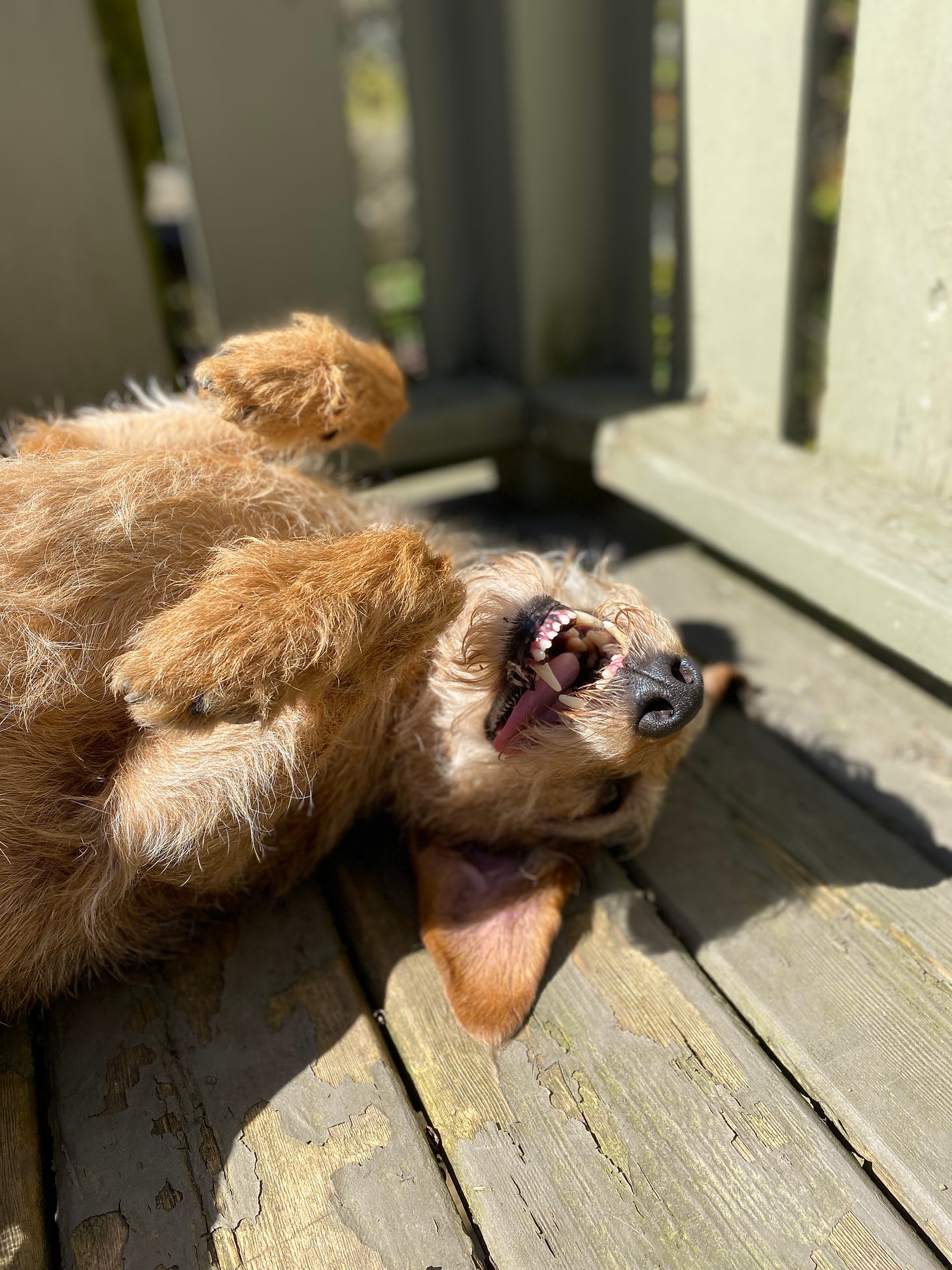 A red dog lies down on his back on a sun-soaked deck. His tongue is lolling out, his eyes half-closed and he's enjoying the moment.