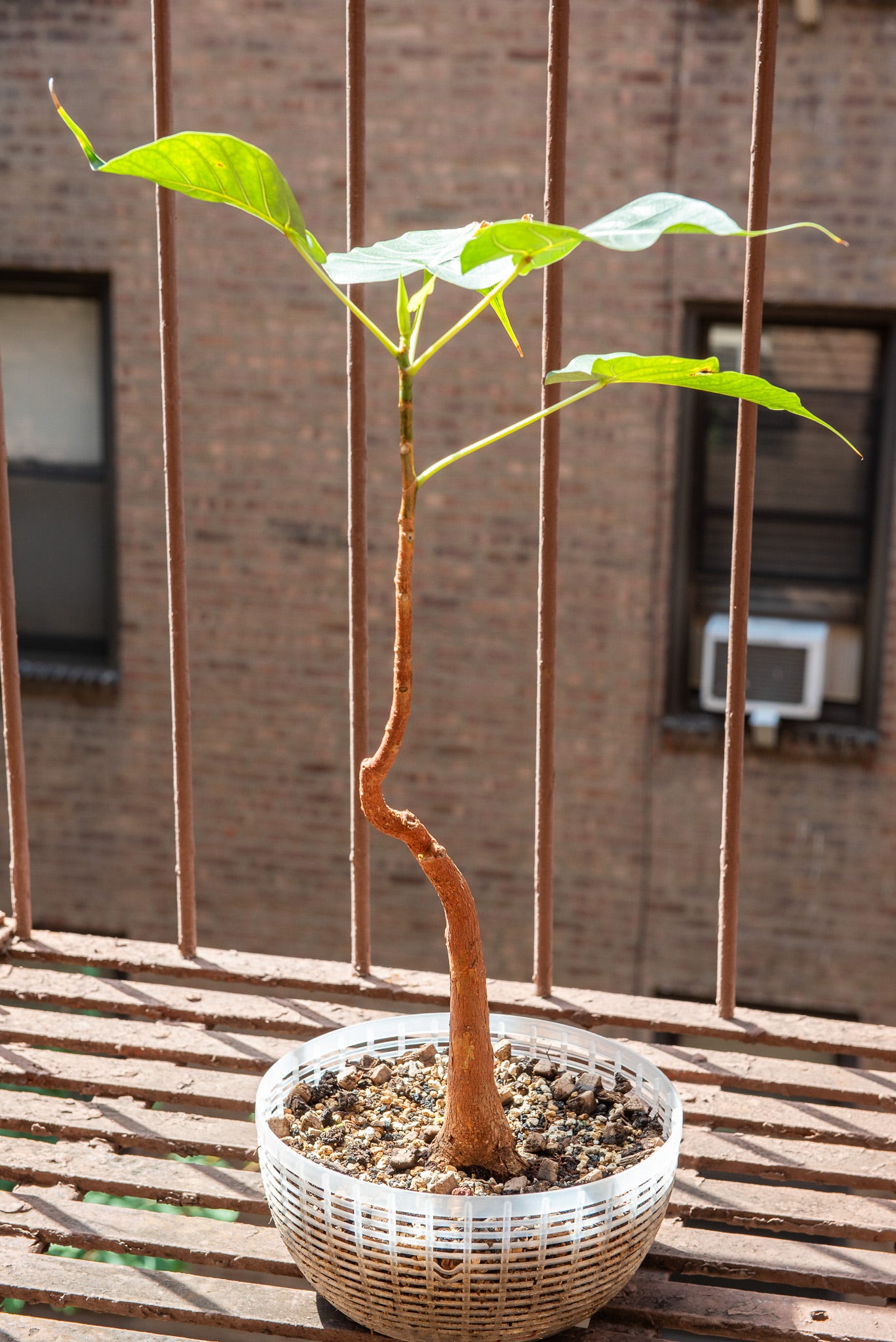 ID: Large religiosa planted in colander