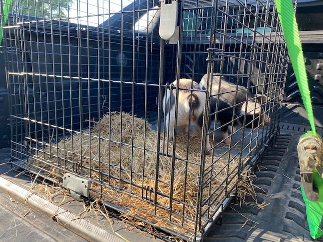 two piglets in a dog crate with hay