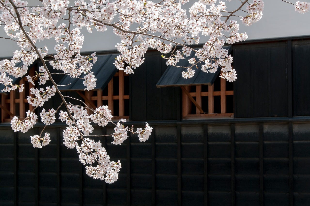 Galhos de uma cerejeira com flores caindo do alto da foto com fundo de uma construção de madeira com paredes pretas e janelas abertas com gradeado em madeira envernizada.