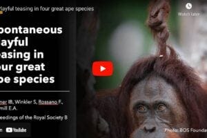 screenshot of youtube video of playful apes