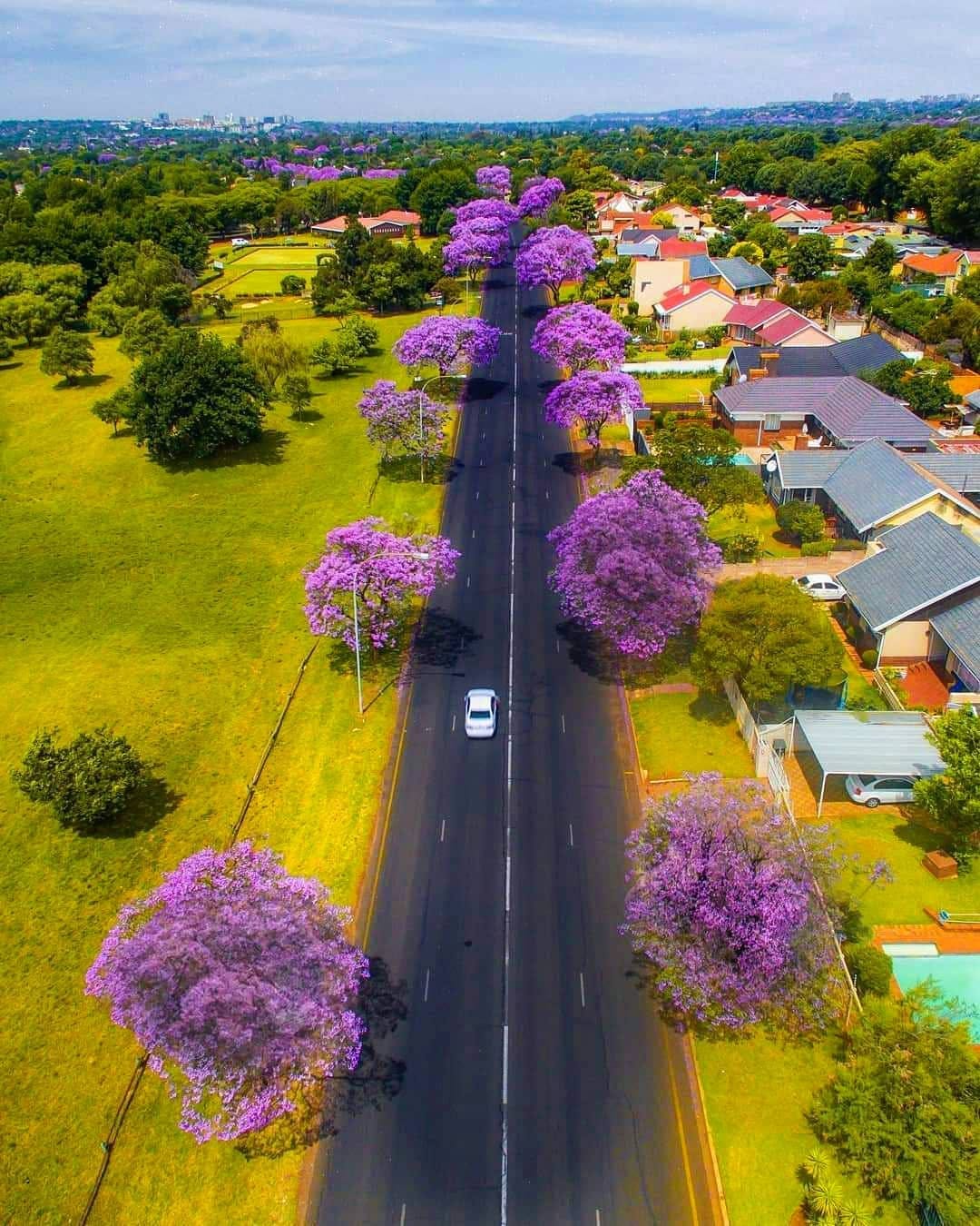 May be an image of jacaranda, tree and road