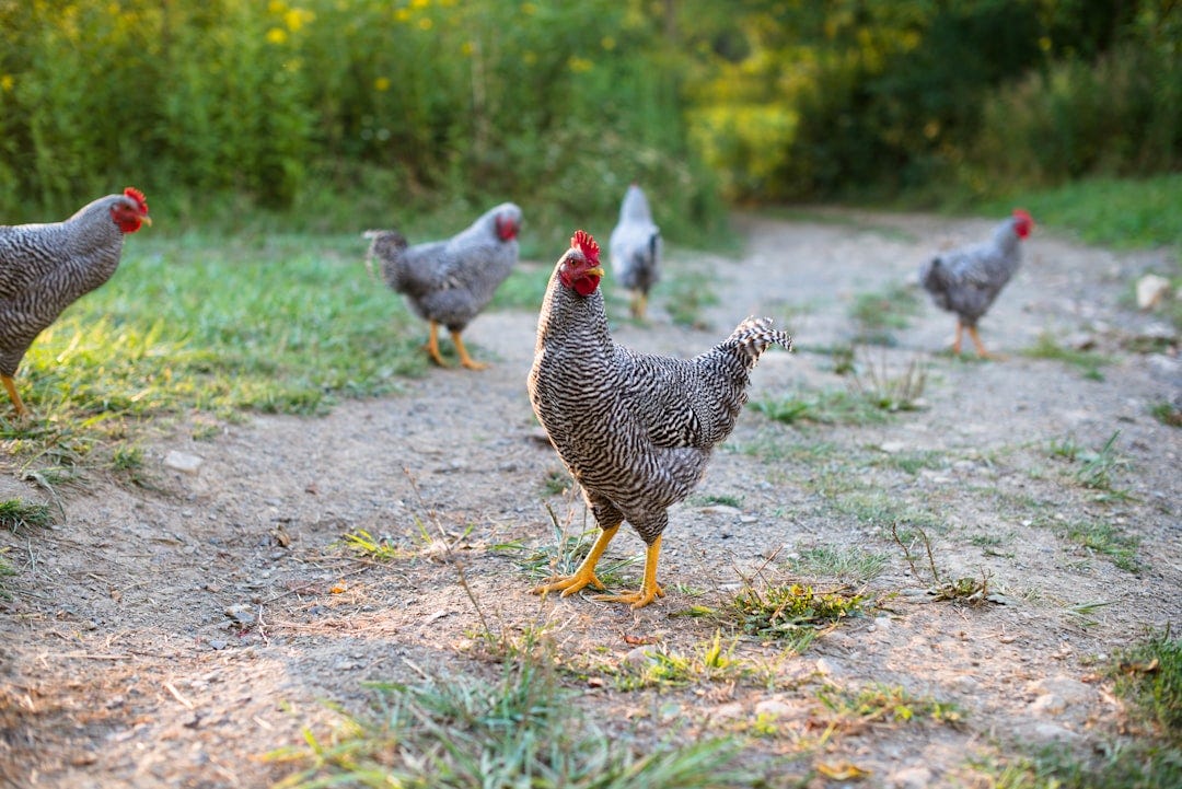 white and black chicken on green grass during daytime white and black chicken on green grass during daytime