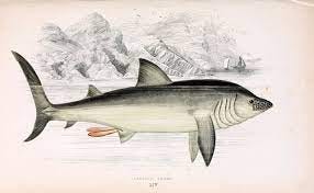 File:Basking shark Jonathan Couch.jpg - Wikimedia Commons